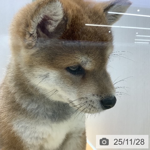 柴の写真