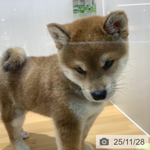 山梨県の柴犬(標準サイズ) (ペットプラス 甲府昭和店/2025年9月27日生まれ/男の子/赤)の子犬の4枚目の画像