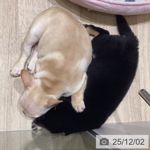 長野県の柴犬(標準サイズ) (ペットプラス 須坂店/2025年9月27日生まれ/女の子/黒)の子犬の4枚目の画像