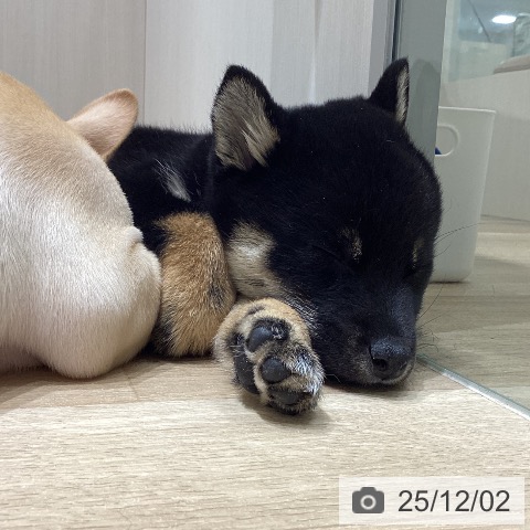 長野県の柴犬(標準サイズ) (ペットプラス 須坂店/2025年9月27日生まれ/女の子/黒)の子犬の3枚目の画像