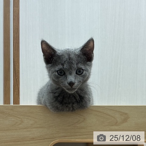 宮城県のロシアンブルー (ペットプラス 名取店/2025年9月26日生まれ/男の子/ブルー)の子猫の4枚目の画像