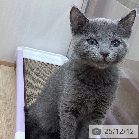 宮城県のロシアンブルー (ペットプラス 名取店/2025年9月26日生まれ/男の子/ブルー)の子猫の3枚目の画像