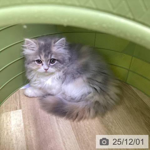 福島県のスコティッシュフォールド (ペットプラス 福島店/2025年9月19日生まれ/女の子/ダイリュートキャリコ)の子猫の3枚目の画像