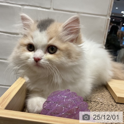 スコティッシュフォールドの写真