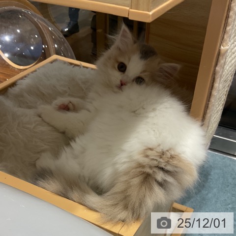 スコティッシュフォールドの写真