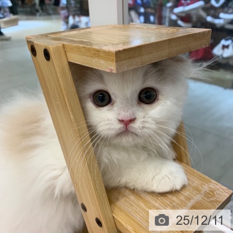 東京都のスコティッシュフォールド (ペットプラス アクアシティお台場店/2025年9月19日生まれ/女の子/ダイリュートキャリコ)の子猫の3枚目の画像