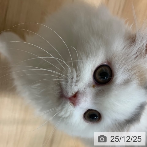 東京都のスコティッシュフォールド (ペットプラス アクアシティお台場店/2025年9月19日生まれ/女の子/ダイリュートキャリコ)の子猫の3枚目の画像