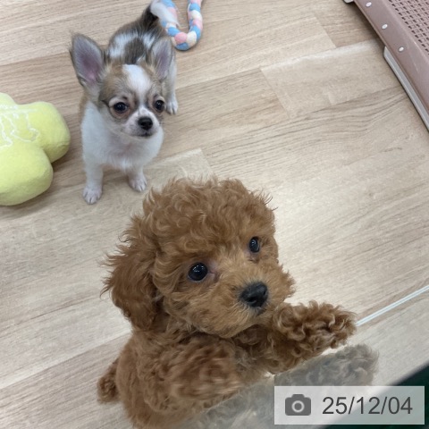 神奈川県のトイプードル(トイ) (ペットプラス 武蔵小杉店/2025年9月20日生まれ/男の子/レッドフォーン)の子犬の4枚目の画像