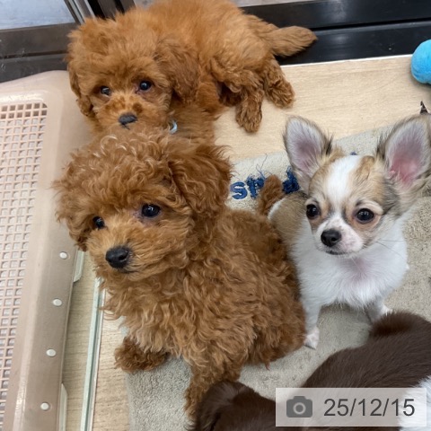 神奈川県のトイプードル(トイ) (ペットプラス 武蔵小杉店/2025年9月20日生まれ/男の子/レッドフォーン)の子犬の3枚目の画像