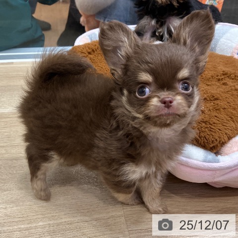 神奈川県のチワワ(ロング) (ペットプラス テラスモール湘南店/2025年9月28日生まれ/男の子/チョコレートタン)の子犬の4枚目の画像