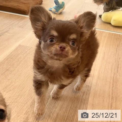 神奈川県のチワワ(ロング) (ペットプラス テラスモール湘南店/2025年9月28日生まれ/男の子/チョコレートタン)の子犬の3枚目の画像
