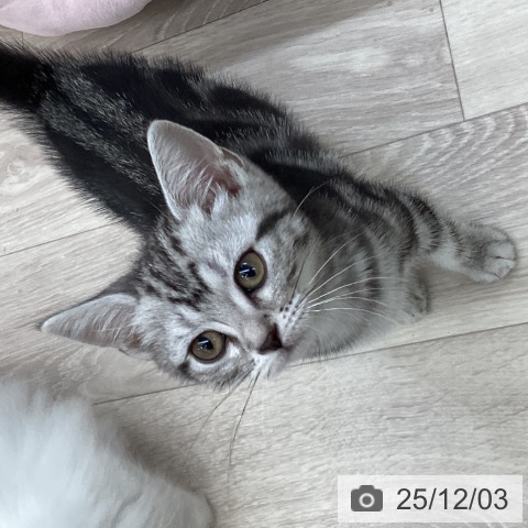 アメリカンショートヘアの写真