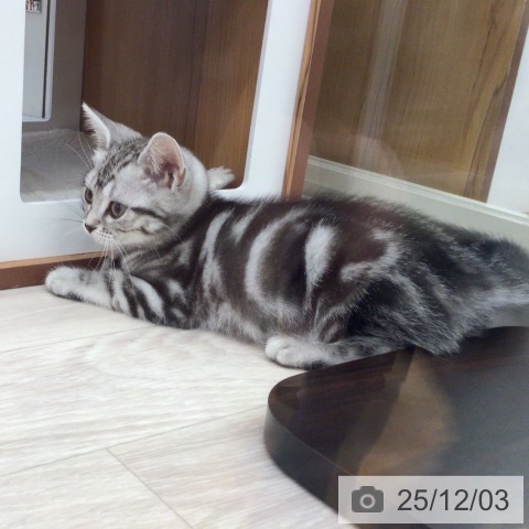 アメリカンショートヘアの写真