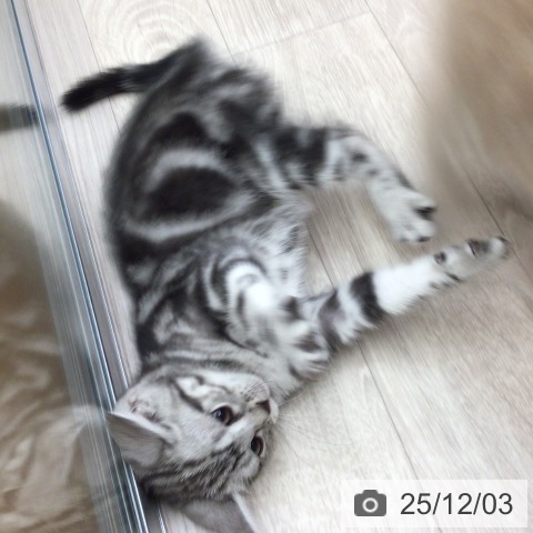 アメリカンショートヘアの写真