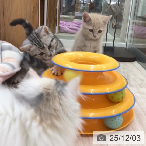 アメリカンショートヘアの写真