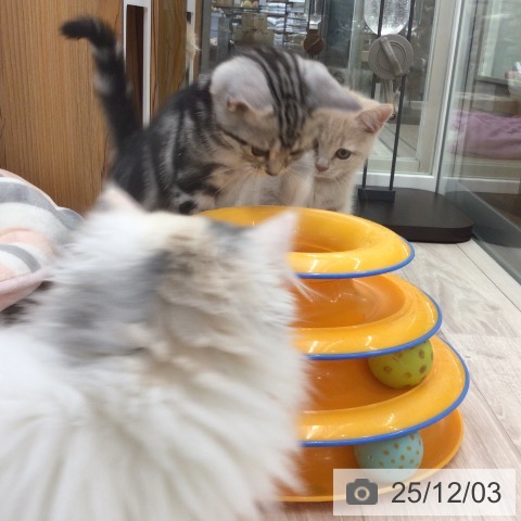 アメリカンショートヘアの写真