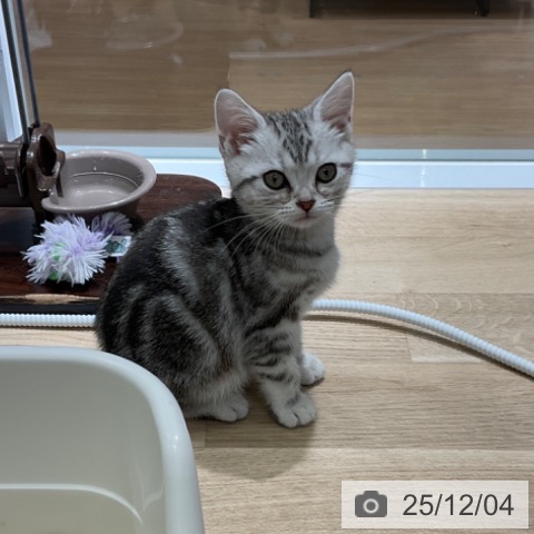 アメリカンショートヘアの写真