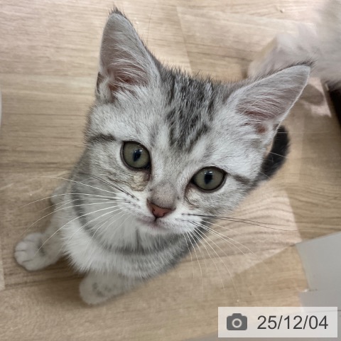 アメリカンショートヘアの写真