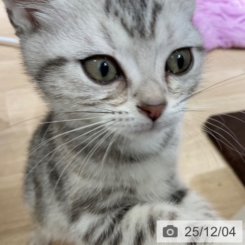 アメリカンショートヘアの写真