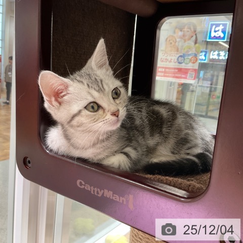 アメリカンショートヘアの写真