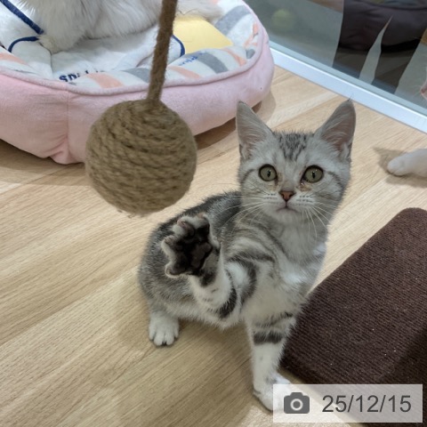 東京都のアメリカンショートヘアー (ペットプラス 立川高島屋S.C.店/2025年9月27日生まれ/女の子/シルバータビー)の子猫の3枚目の画像