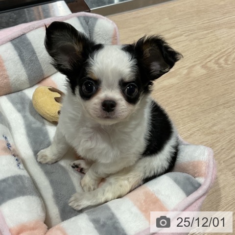 埼玉県のチワワ(ロング) (ペットプラス コクーンシティ店/2025年9月28日生まれ/男の子/パーティーカラー)の子犬の4枚目の画像