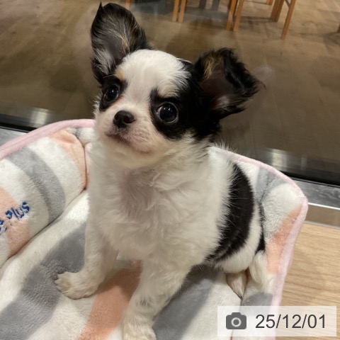 埼玉県のチワワ(ロング) (ペットプラス コクーンシティ店/2025年9月28日生まれ/男の子/パーティーカラー)の子犬の3枚目の画像