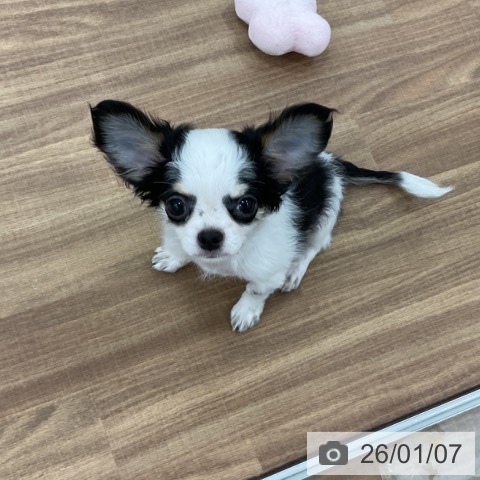 茨城県のチワワ(ロング) (ペッツワン 古河店/2025年9月28日生まれ/男の子/パーティーカラー)の子犬の3枚目の画像