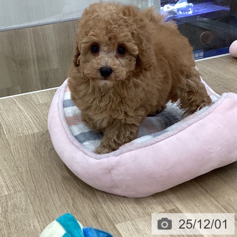 トイ・プードルの写真