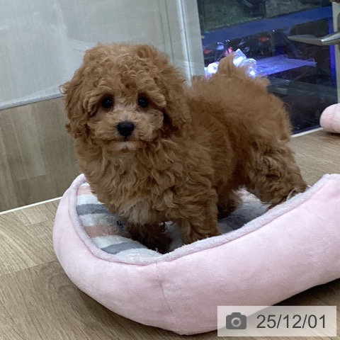 トイ・プードルの写真