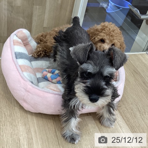 山梨県のトイプードル(トイ) (ペットプラス 甲府国母店/2025年9月28日生まれ/男の子/アプリコット)の子犬の3枚目の画像