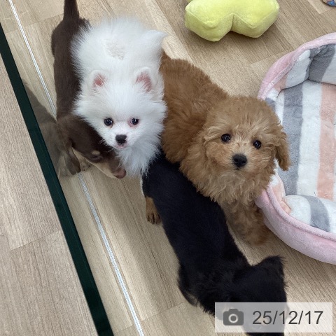 東京都のトイプードル(トイ) (ペットプラス むさし村山店/2025年9月28日生まれ/女の子/アプリコット)の子犬の4枚目の画像