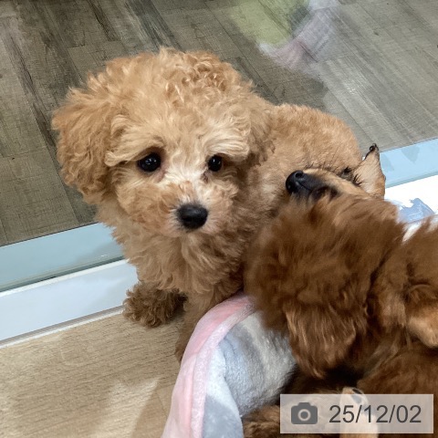 トイ・プードルの写真