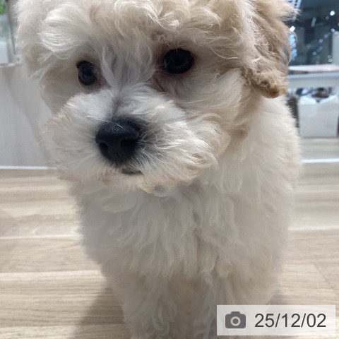 トイ・プードルの写真