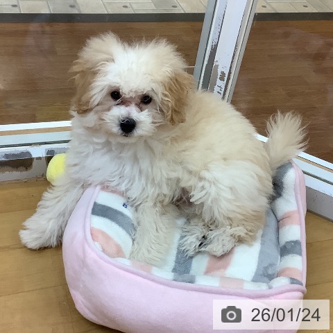 千葉県のトイプードル(トイ) (ペットプラス 海浜幕張店/2025年9月25日生まれ/男の子/クリーム)の子犬の4枚目の画像