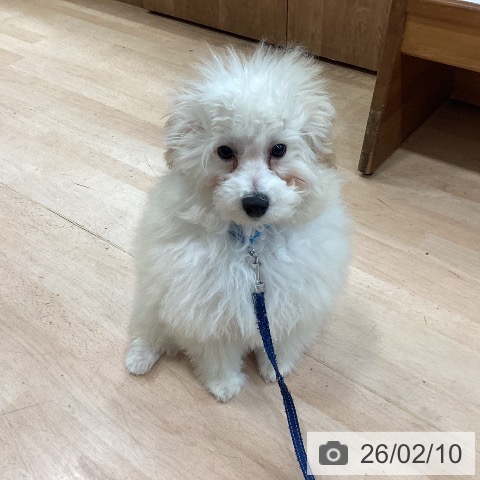 千葉県のトイプードル(トイ) (ペットプラス 柏店/2025年9月25日生まれ/男の子/クリーム)の子犬の4枚目の画像