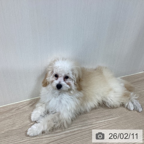 トイ・プードルの写真