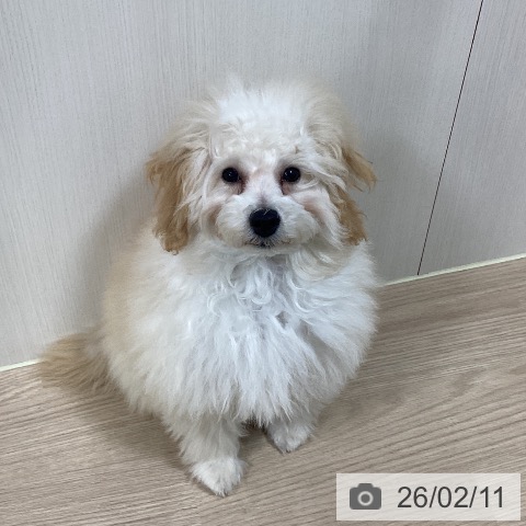 トイ・プードルの写真