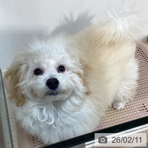 千葉県のトイプードル(トイ) (ペットプラス 柏店/2025年9月25日生まれ/男の子/クリーム)の子犬の4枚目の画像