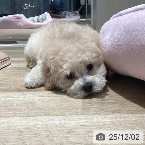 トイ・プードルの写真