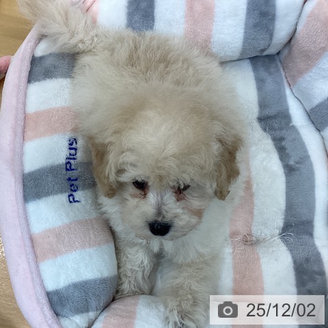 千葉県のトイプードル(トイ) (ペットプラス 八千代緑が丘店/2025年9月25日生まれ/女の子/クリーム)の子犬の4枚目の画像