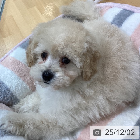 千葉県のトイプードル(トイ) (ペットプラス 八千代緑が丘店/2025年9月25日生まれ/女の子/クリーム)の子犬の3枚目の画像