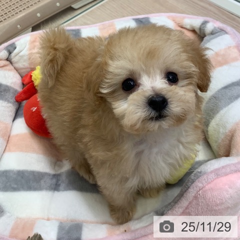 トイ・プードルの写真