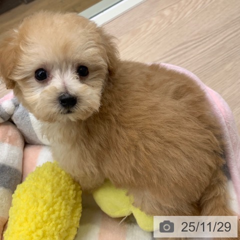 トイ・プードルの写真