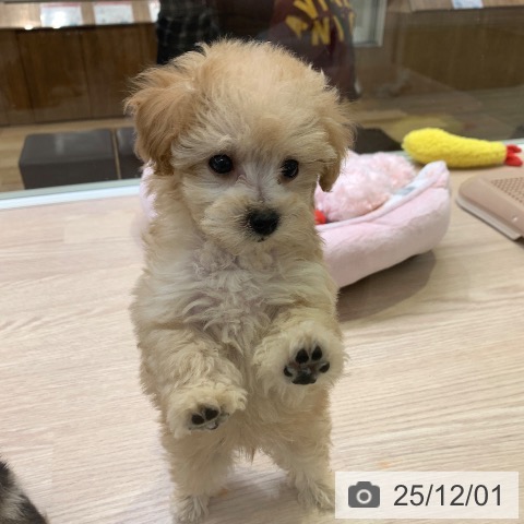 千葉県のトイプードル(トイ) (ペットプラス 幕張新都心店/2025年9月25日生まれ/女の子/アプリコット)の子犬の4枚目の画像