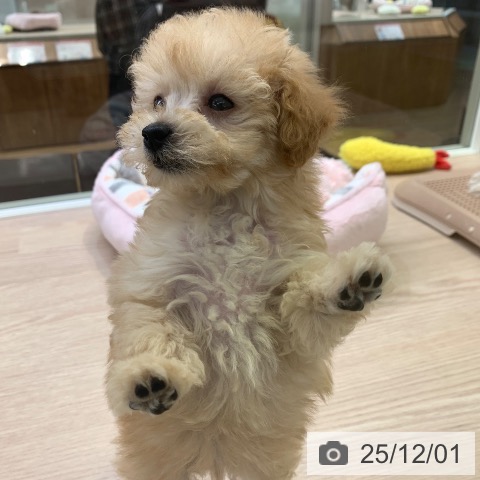 千葉県のトイプードル(トイ) (ペットプラス 幕張新都心店/2025年9月25日生まれ/女の子/アプリコット)の子犬の3枚目の画像