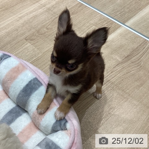 宮城県のチワワ(ロング) (ペットプラス 名取店/2025年9月22日生まれ/男の子/チョコレートタンホワイト)の子犬の4枚目の画像