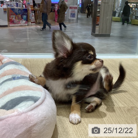 宮城県のチワワ(ロング) (ペットプラス 名取店/2025年9月22日生まれ/男の子/チョコレートタンホワイト)の子犬の4枚目の画像