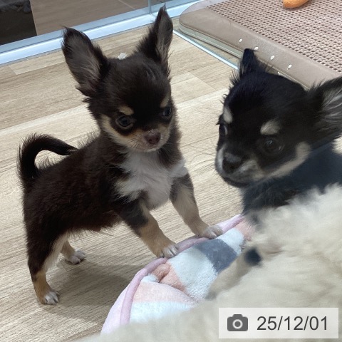 宮城県のチワワ(ロング) (ペットプラス 名取店/2025年9月22日生まれ/男の子/チョコレートタンホワイト)の子犬の3枚目の画像