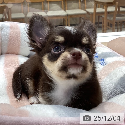 神奈川県のチワワ(ロング) (ペットプラス 座間店/2025年9月22日生まれ/女の子/チョコレートタンホワイト)の子犬の4枚目の画像